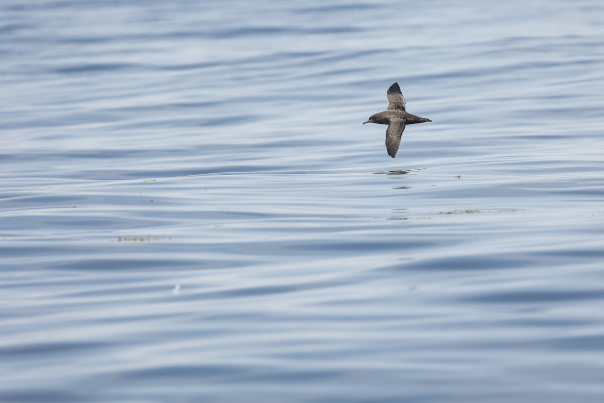 Sooty Shearwater - ML621851306