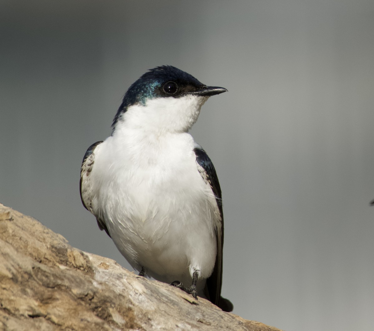 White-winged Swallow - ML621851310