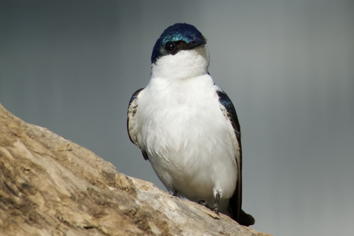 White-winged Swallow - ML621851311