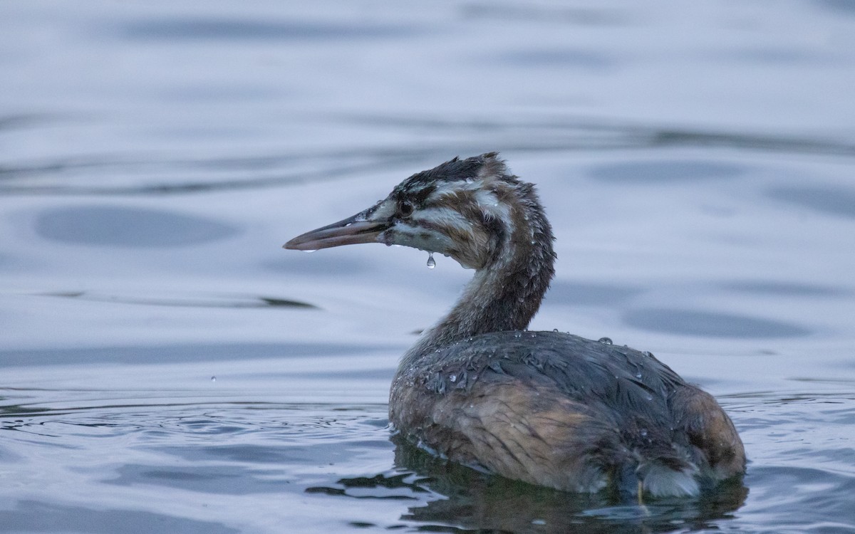 Great Crested Grebe - ML621851322