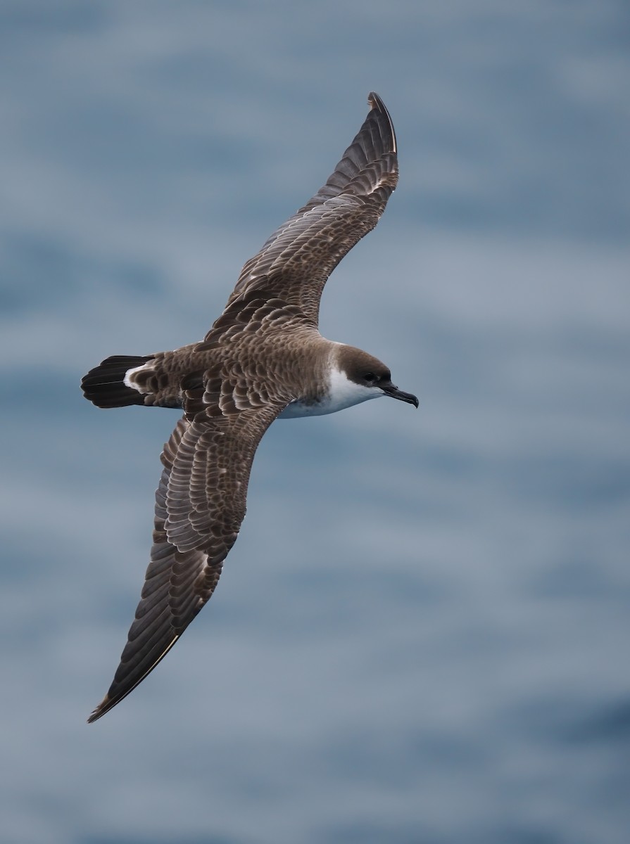 Great Shearwater - ML621851335