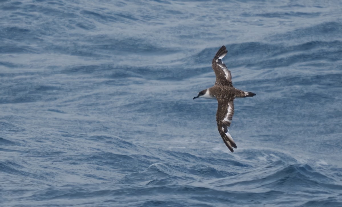 Great Shearwater - ML621851341