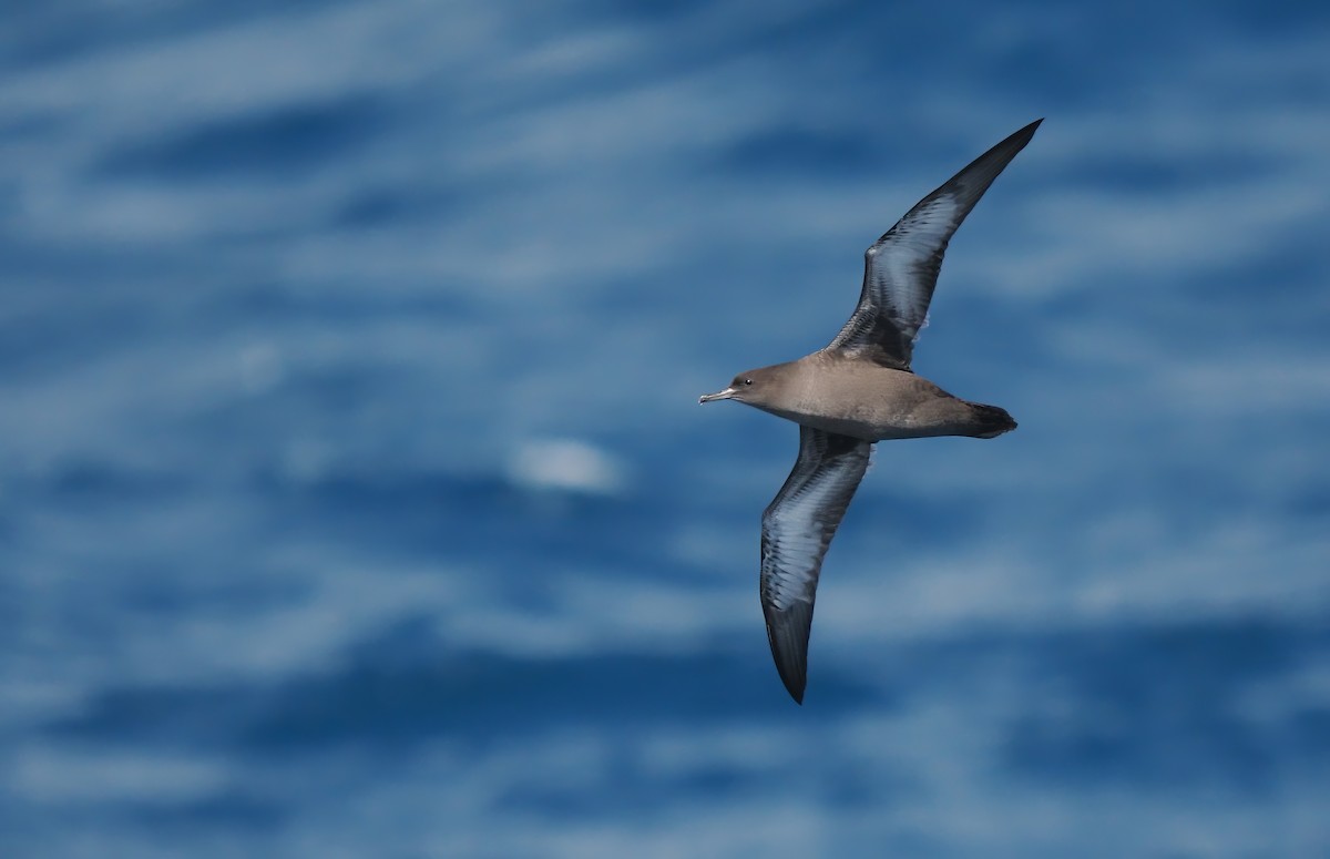 Sooty Shearwater - ML621851365