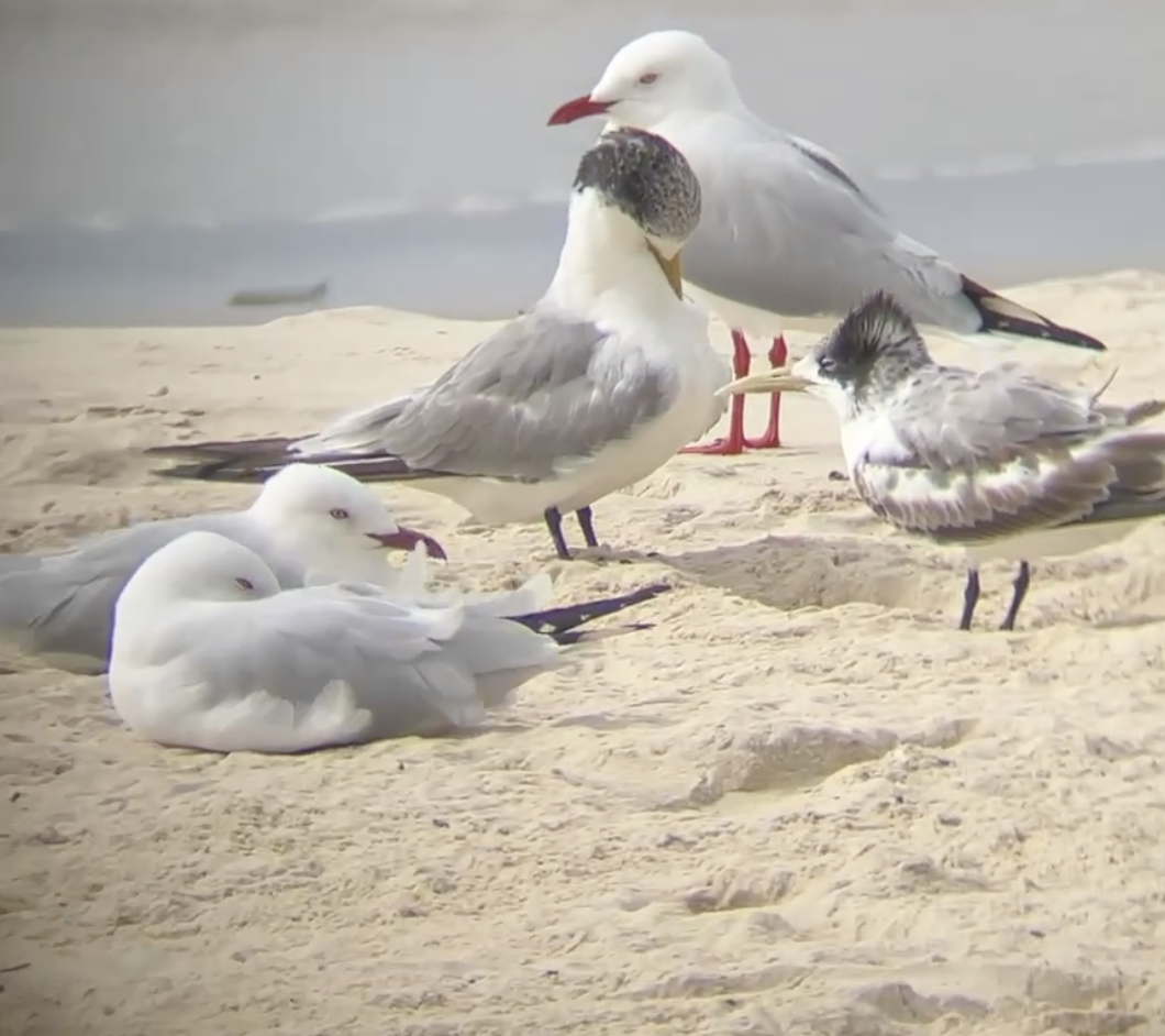 Great Crested Tern - ML621851367