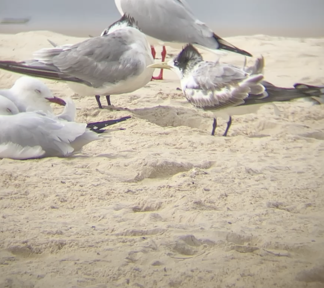 Great Crested Tern - ML621851368