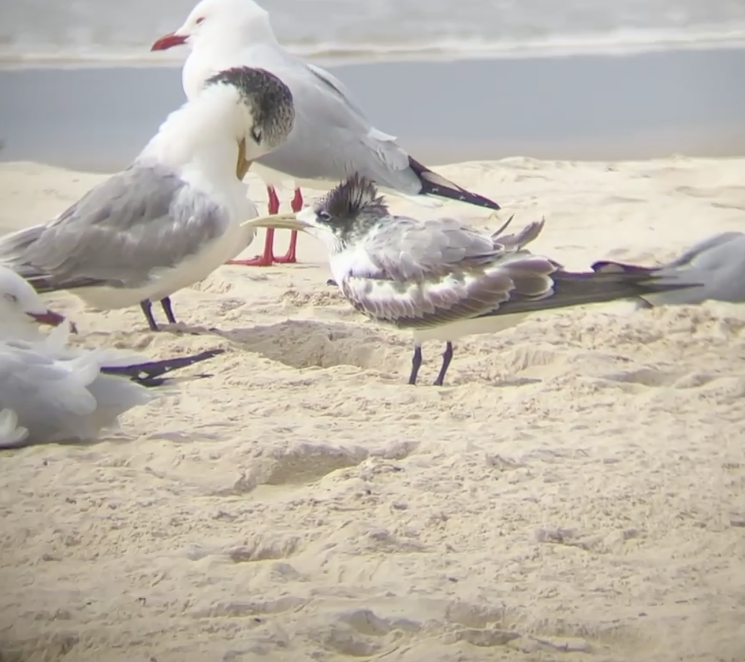 Great Crested Tern - ML621851369