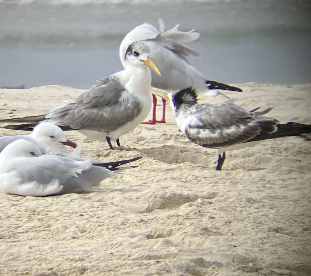 Great Crested Tern - ML621851370