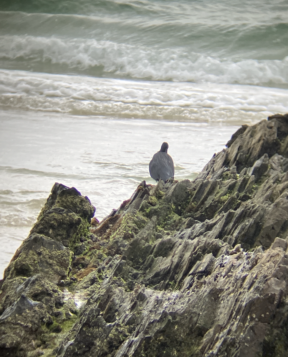 Pacific Reef-Heron - ML621851374