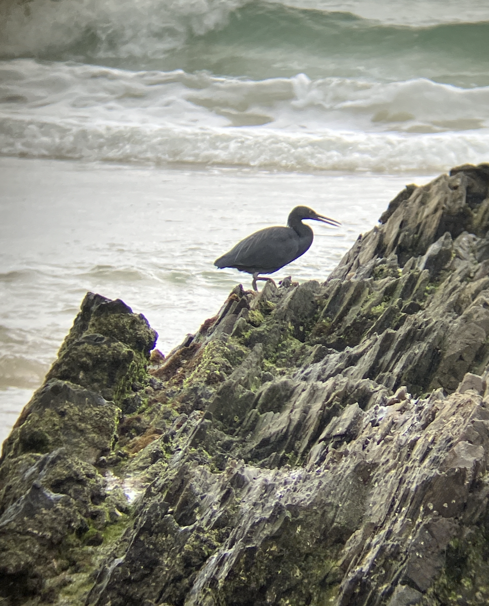 Pacific Reef-Heron - ML621851375