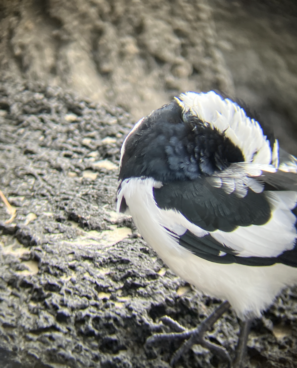 Magpie-lark - ML621851381