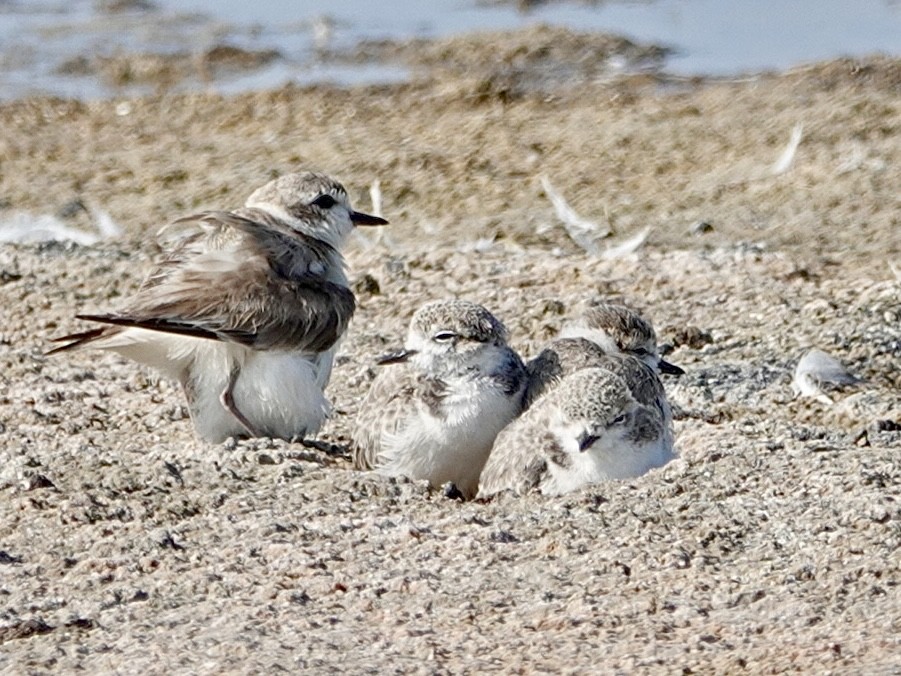 Snowy Plover - ML621851400