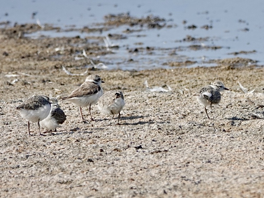 Snowy Plover - ML621851401