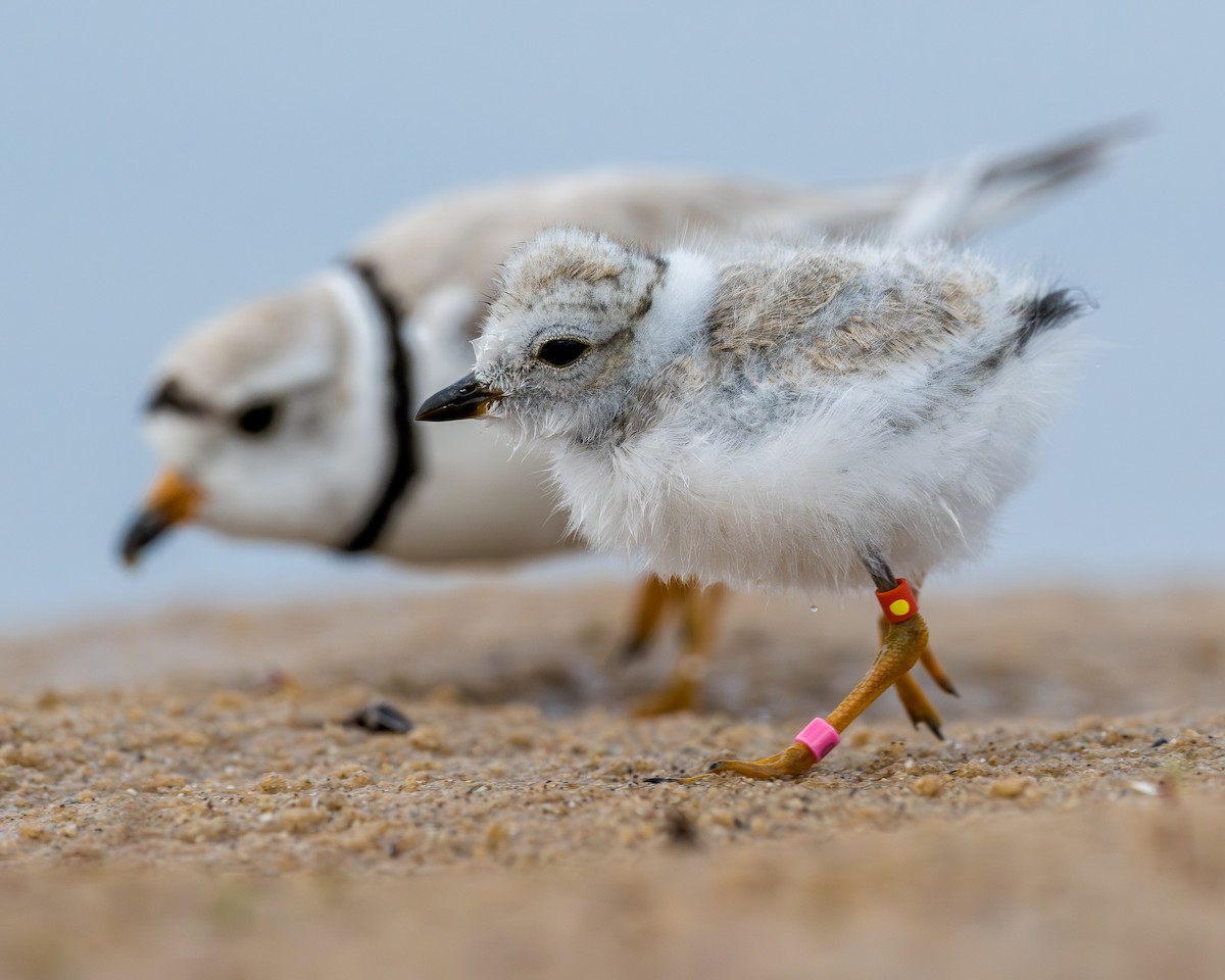 Piping Plover - ML621851418