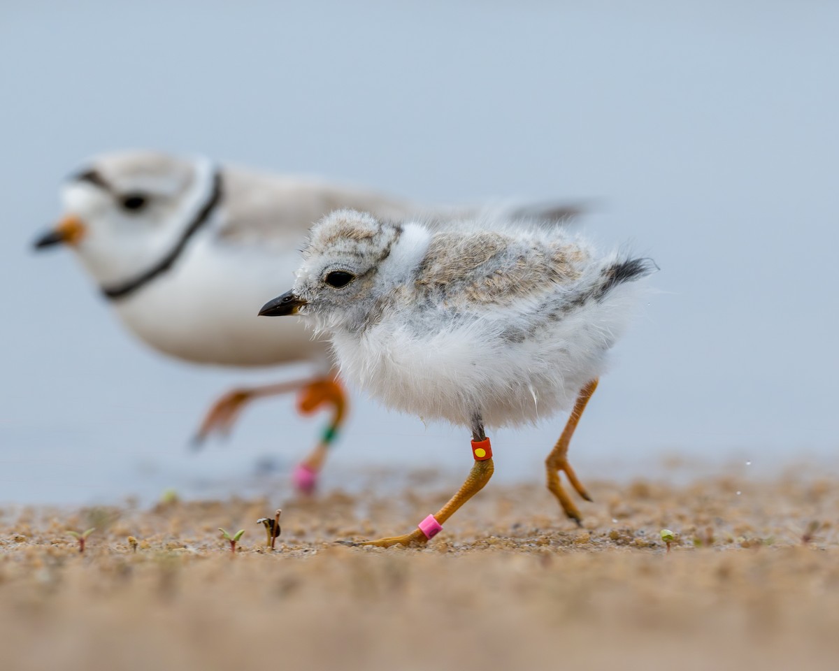 Piping Plover - Ryan Shean