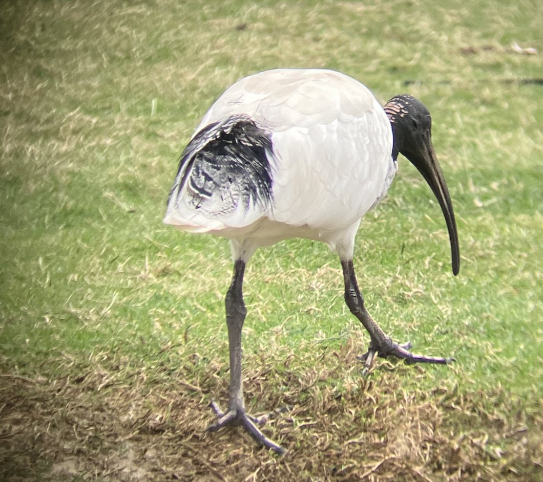 Ibis à cou noir - ML621851439