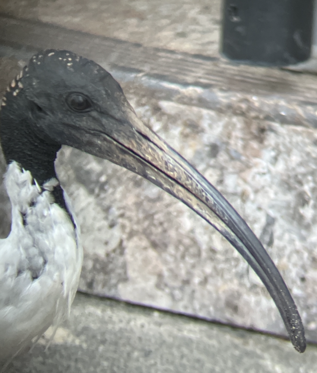 Australian Ibis - ML621851440