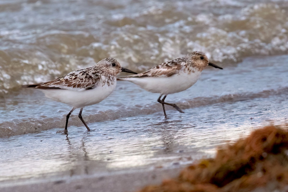 Sanderling - ML621851457