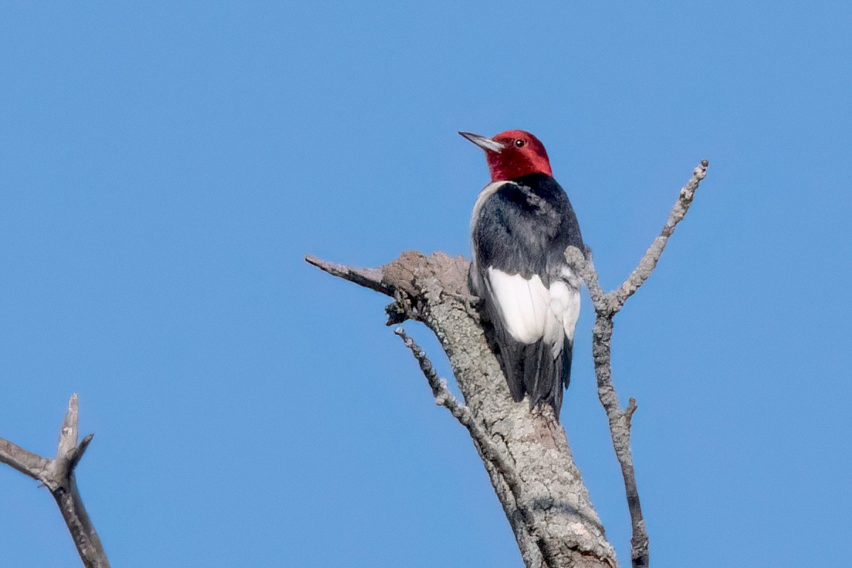 Red-headed Woodpecker - ML621851467