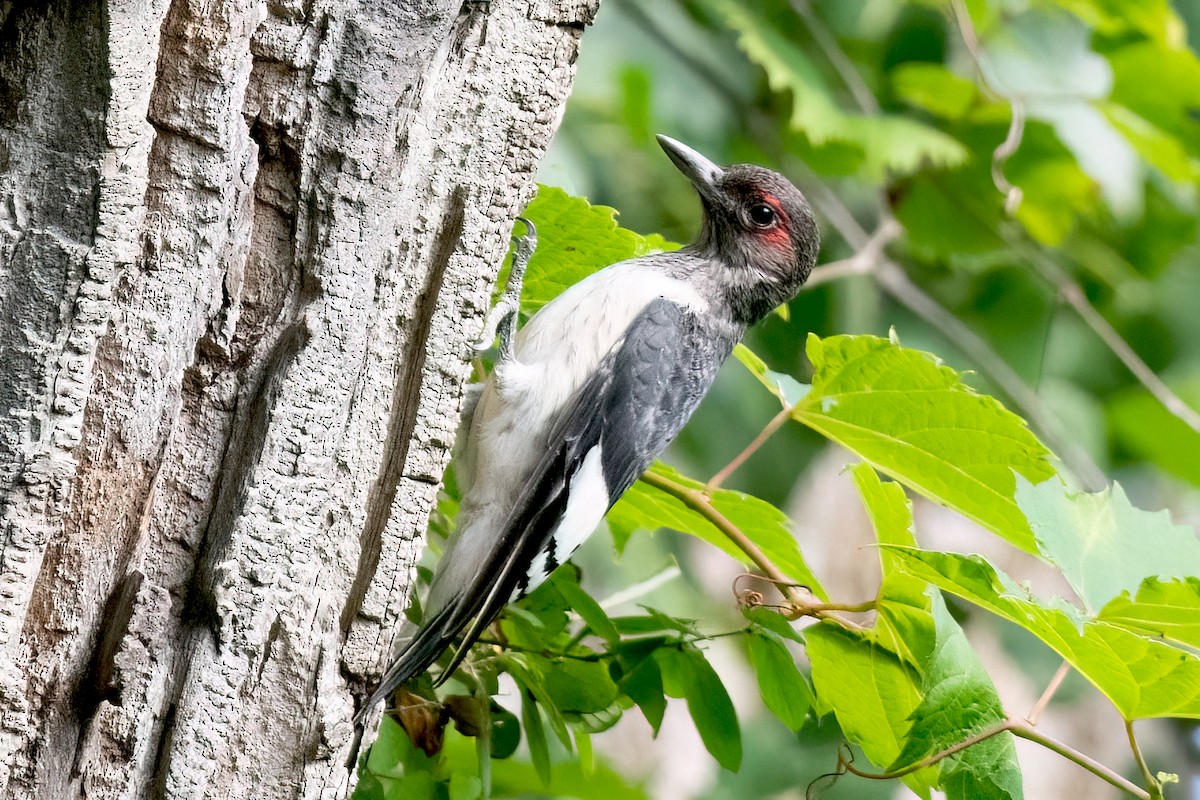 Red-headed Woodpecker - Sue Barth