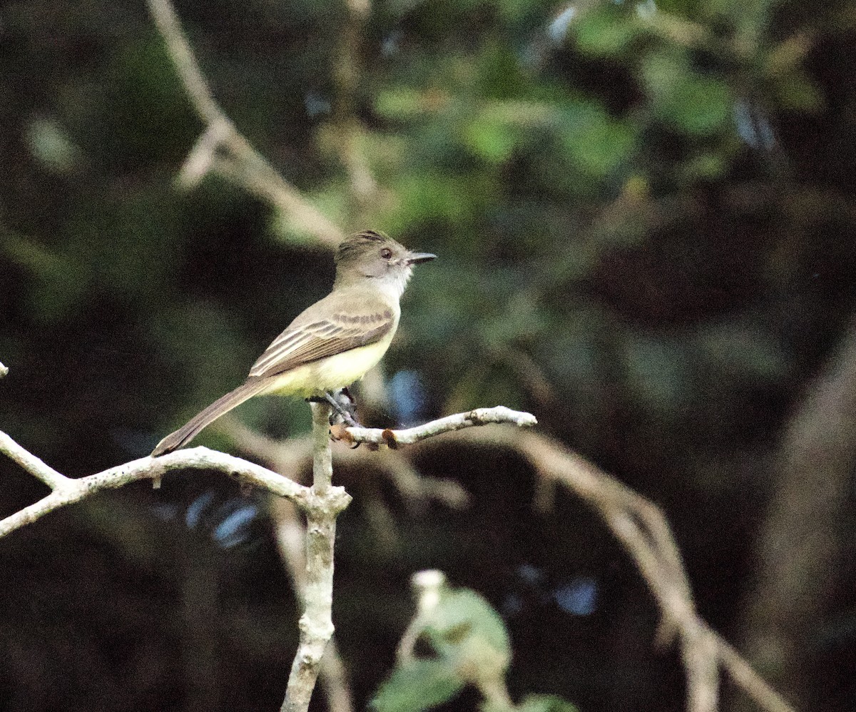 Short-crested Flycatcher - ML621851484