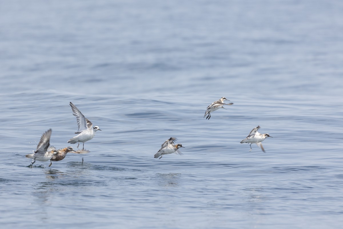 Red-necked Phalarope - ML621851495