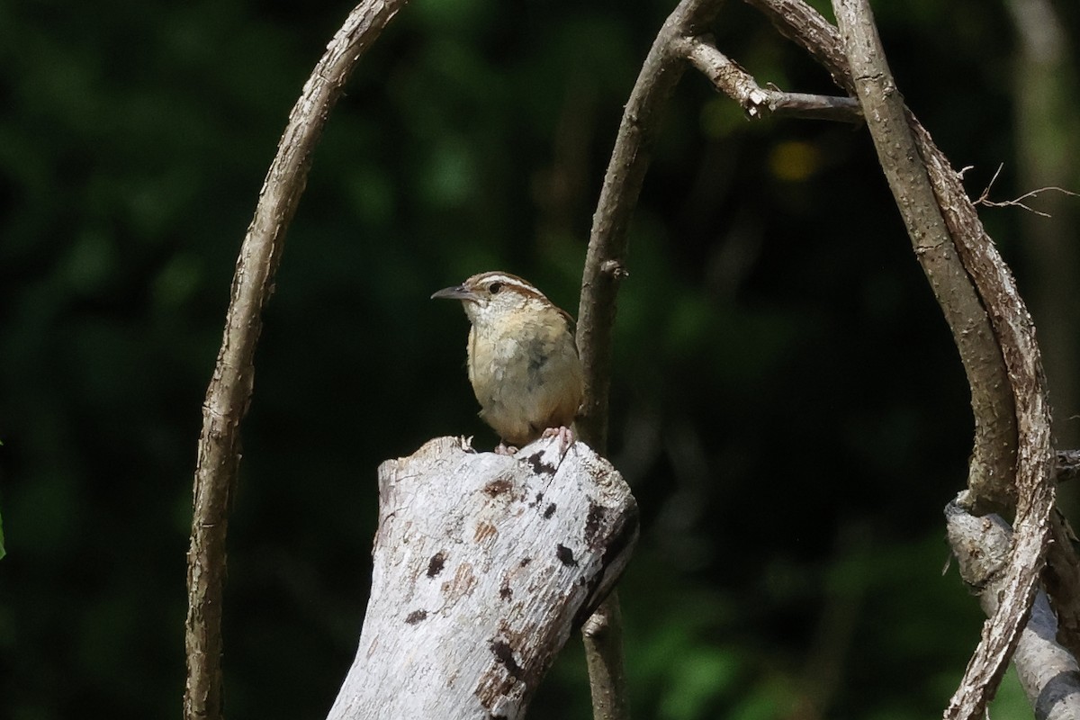 Carolina Wren - ML621851509