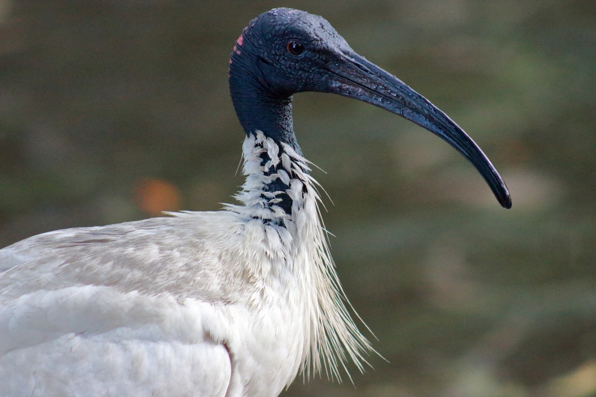 Australian Ibis - Kaden Porter