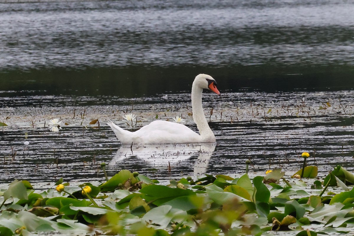 Mute Swan - ML621851525