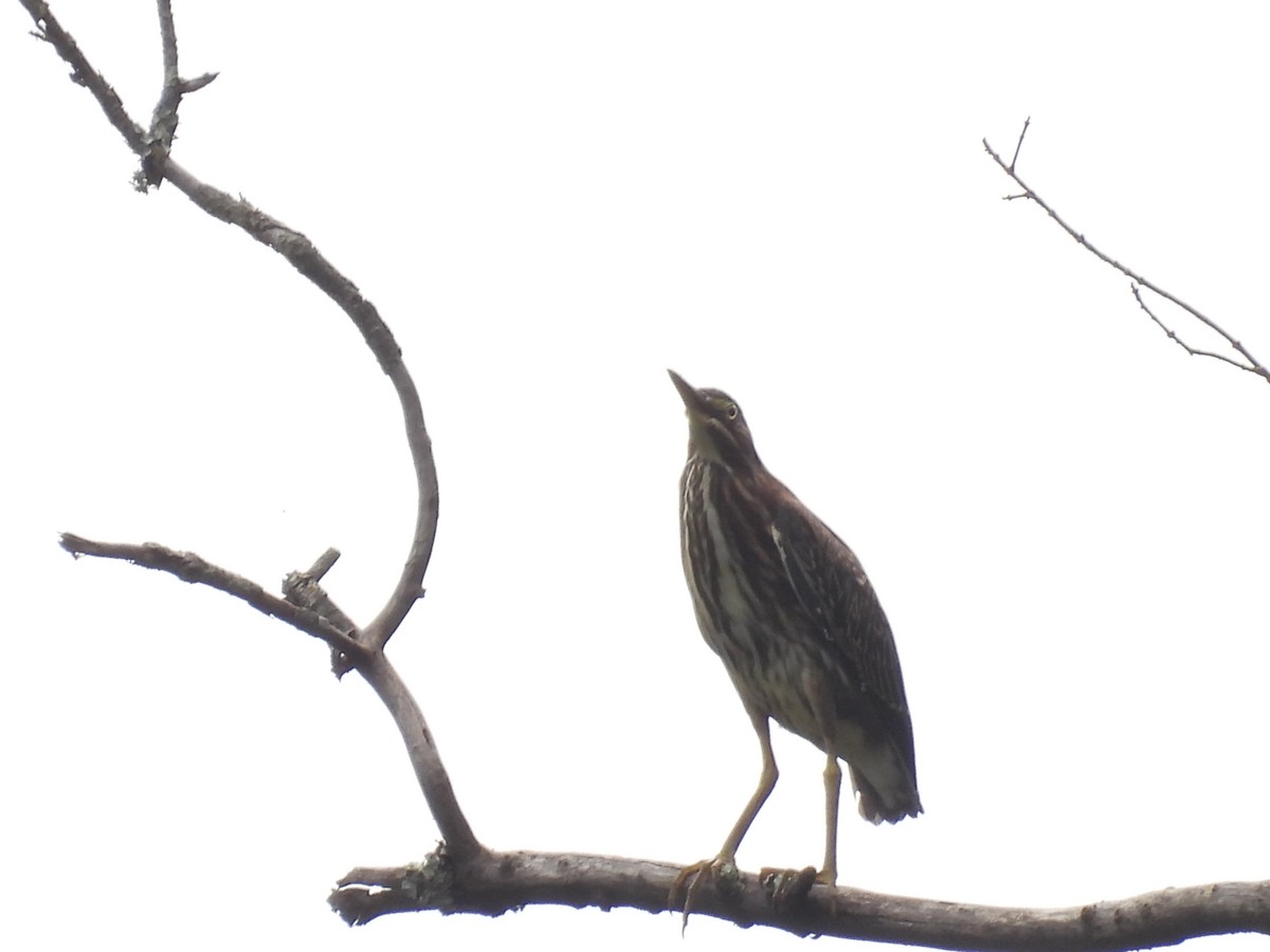 Green Heron - Laura Minnich