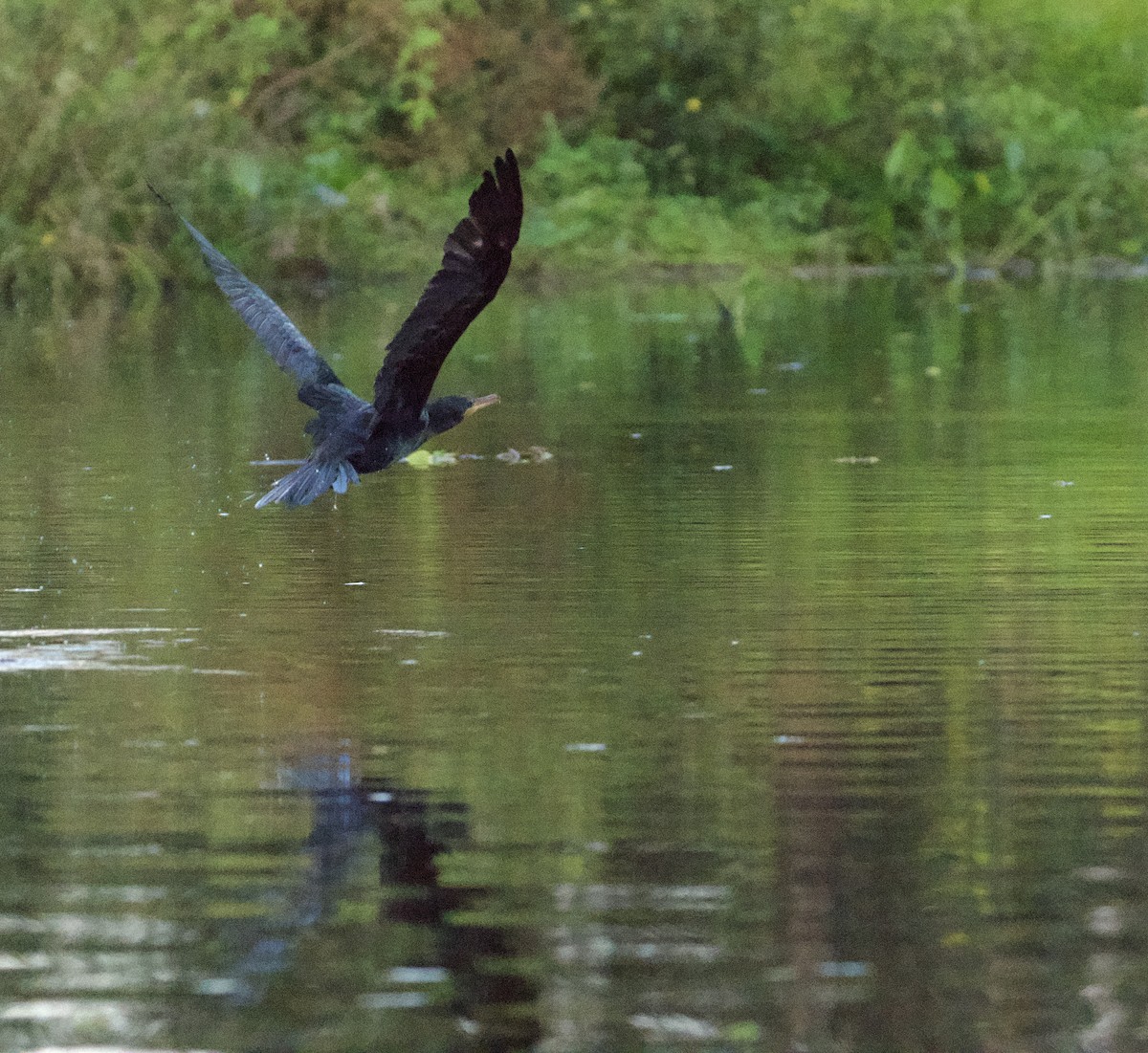 Neotropic Cormorant - ML621851578