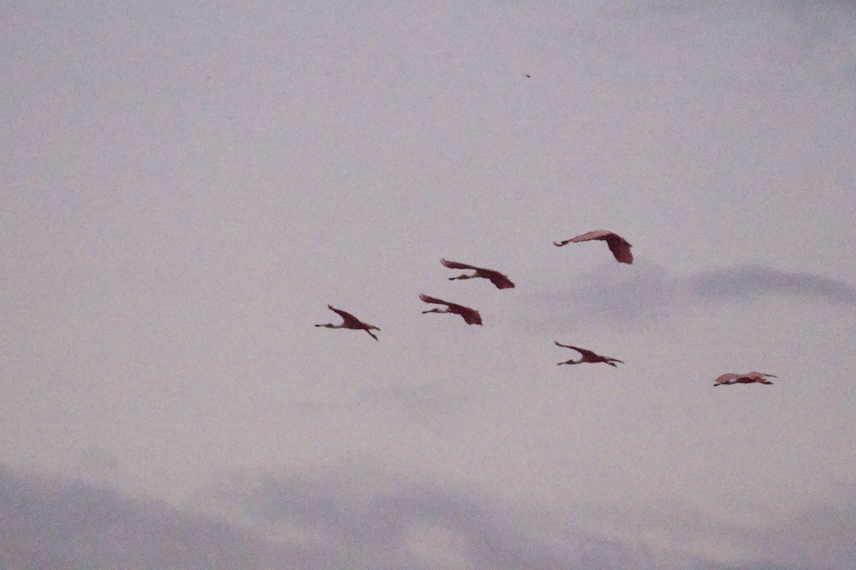 Roseate Spoonbill - ML621851716