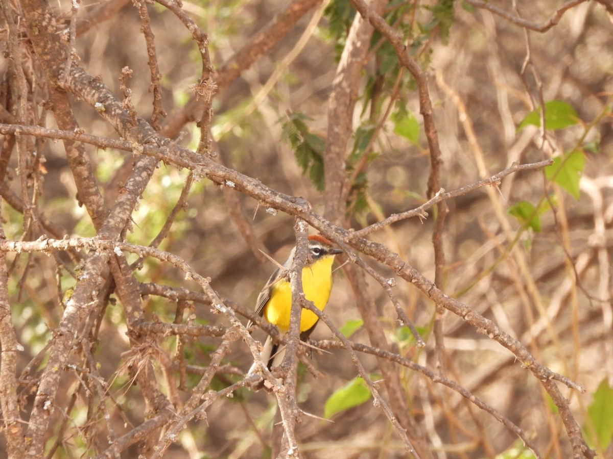 Brown-capped Redstart - inés otero