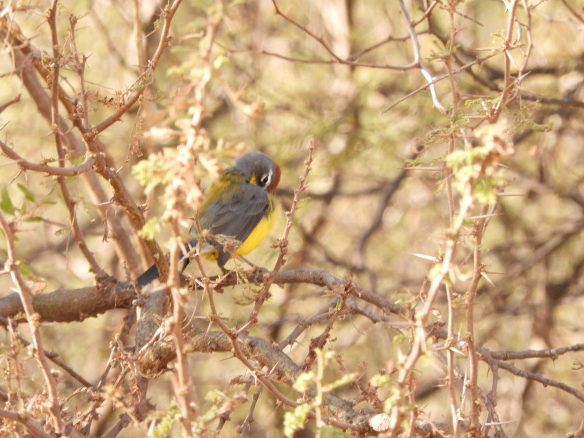 Brown-capped Redstart - ML621851742