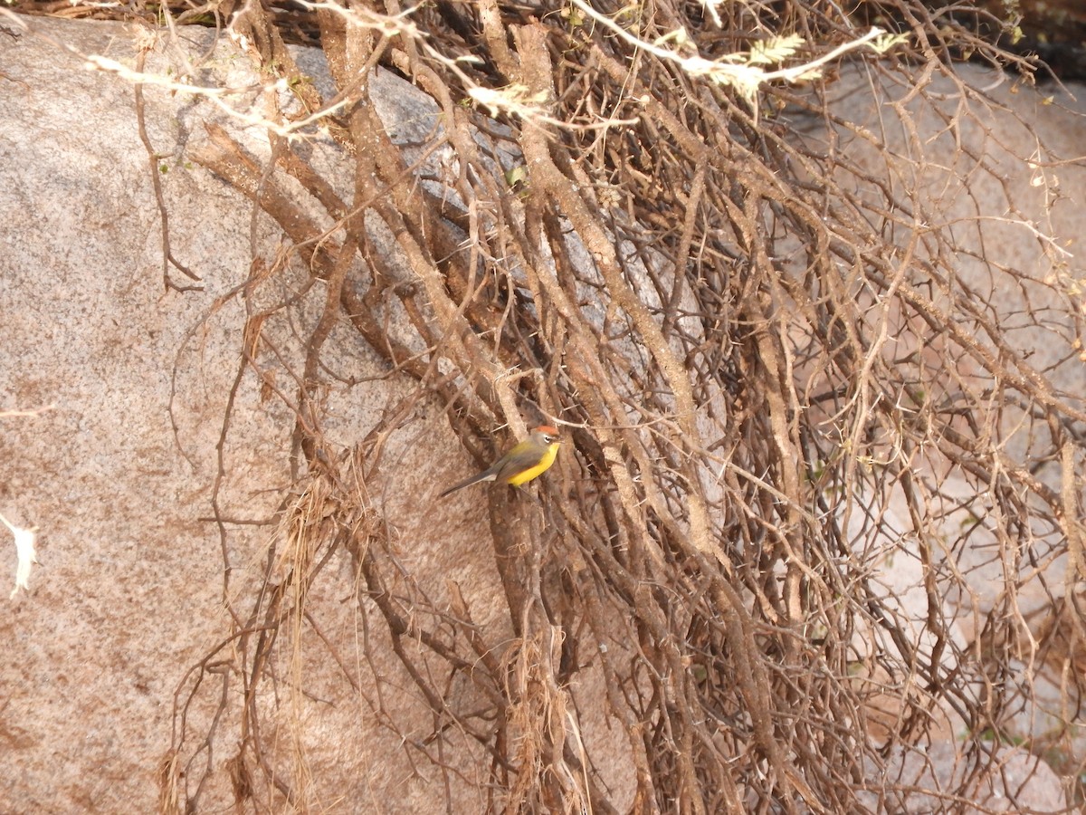 Brown-capped Redstart - ML621851745