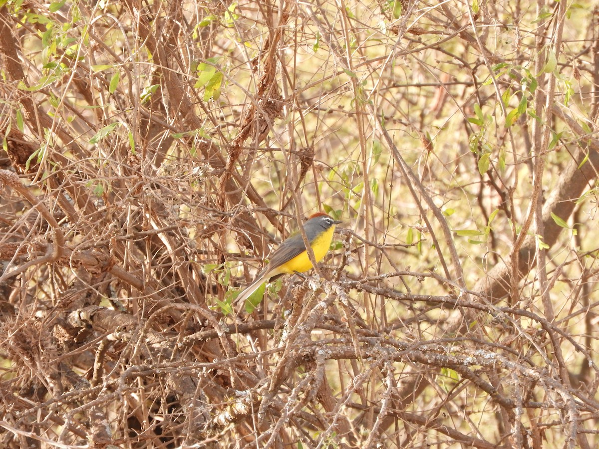 Brown-capped Redstart - ML621851746