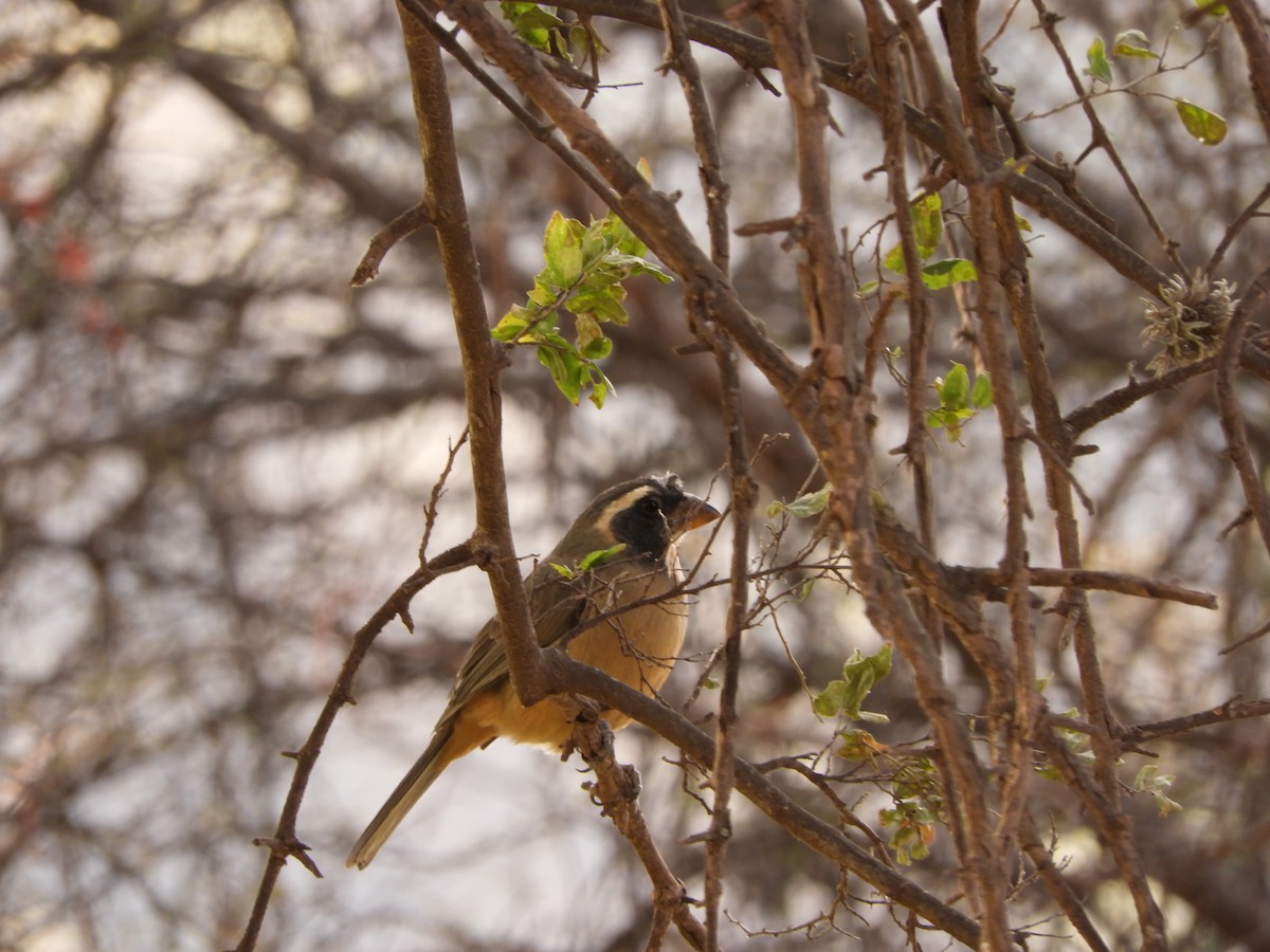 Brown-capped Redstart - ML621851747