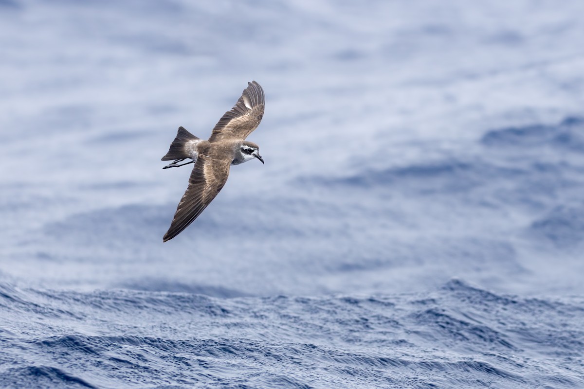 White-faced Storm-Petrel - ML621851757