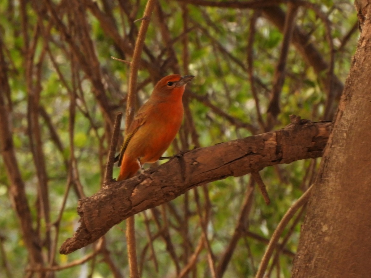 Hepatic Tanager - ML621851759