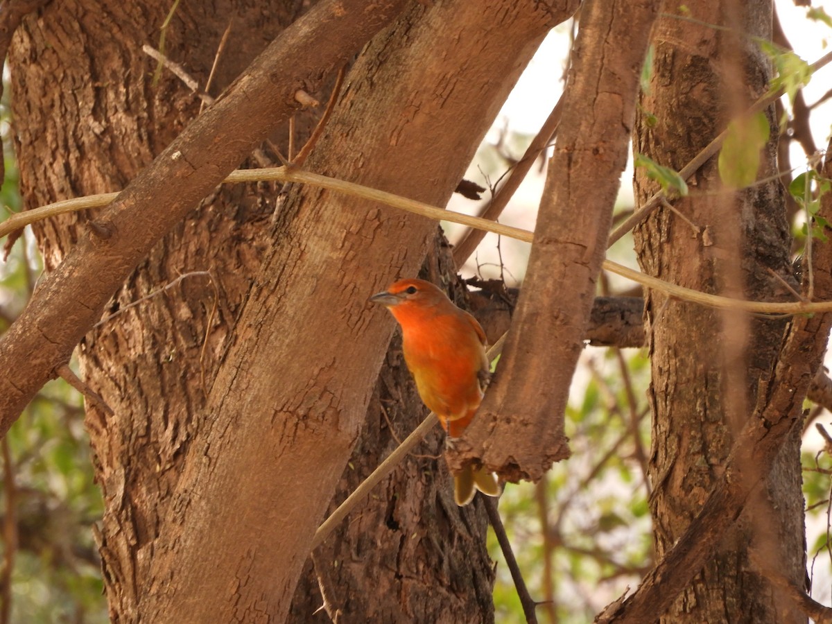 Hepatic Tanager - ML621851761