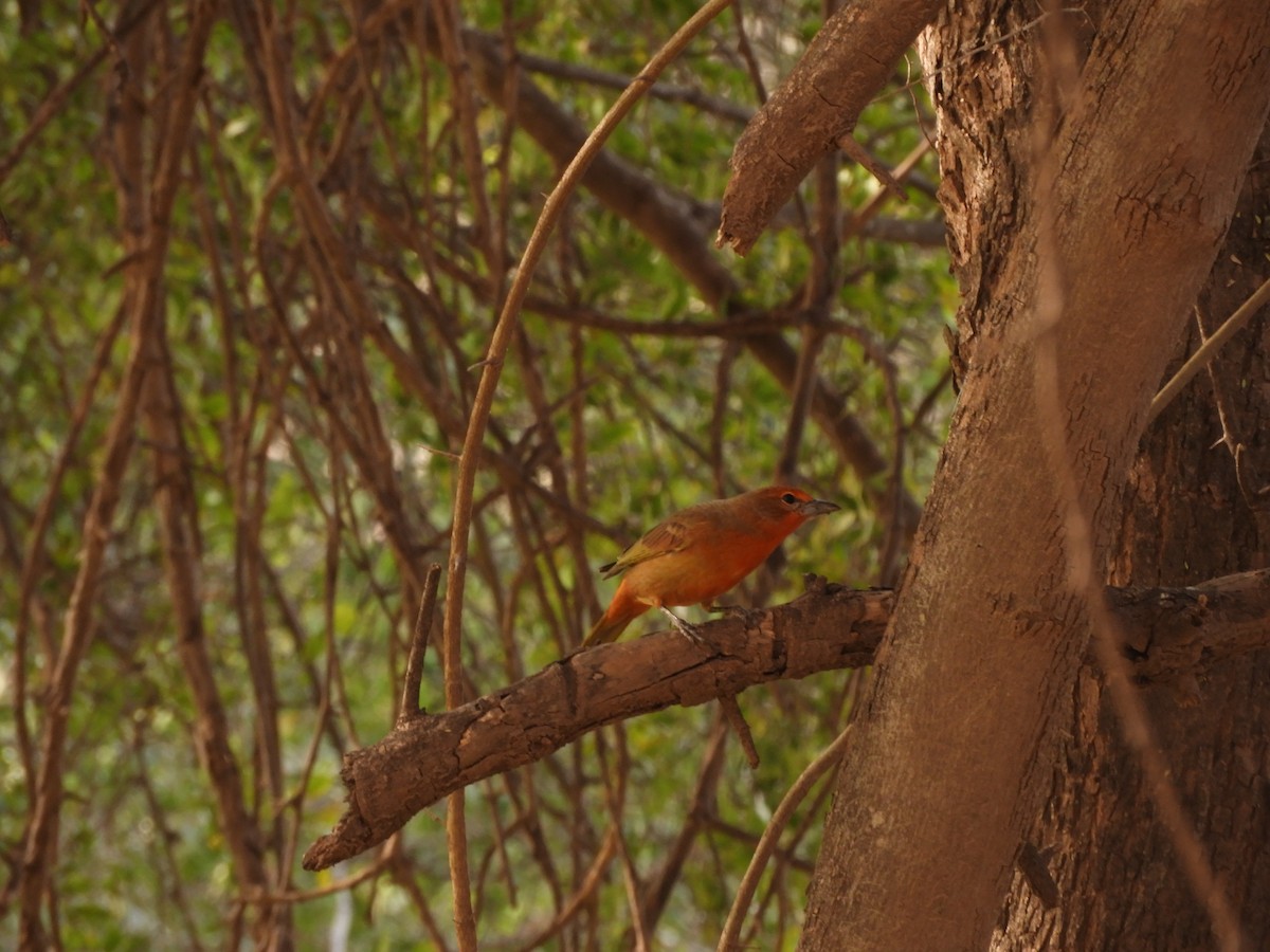 Hepatic Tanager - ML621851762