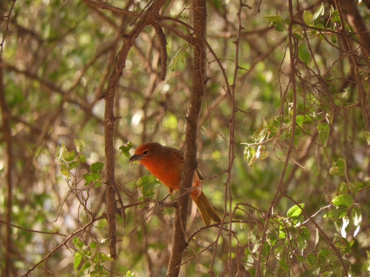 Hepatic Tanager - ML621851763