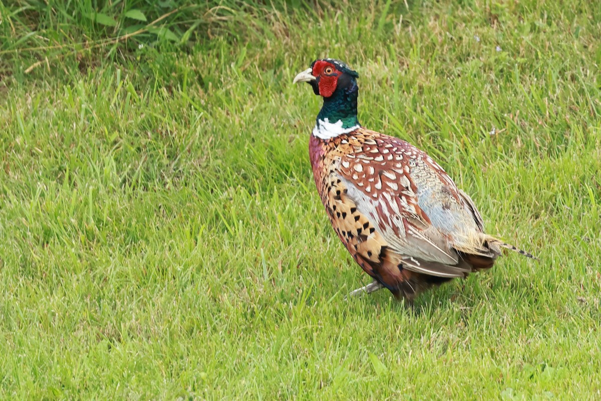 Ring-necked Pheasant - ML621851808