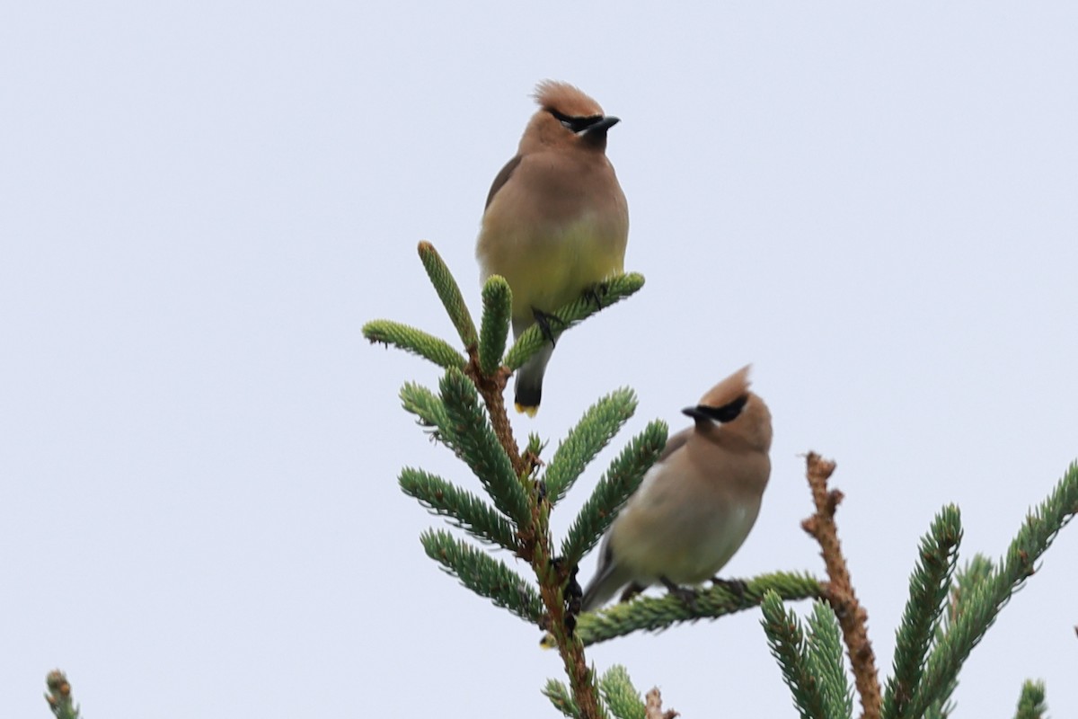 Cedar Waxwing - ML621851815