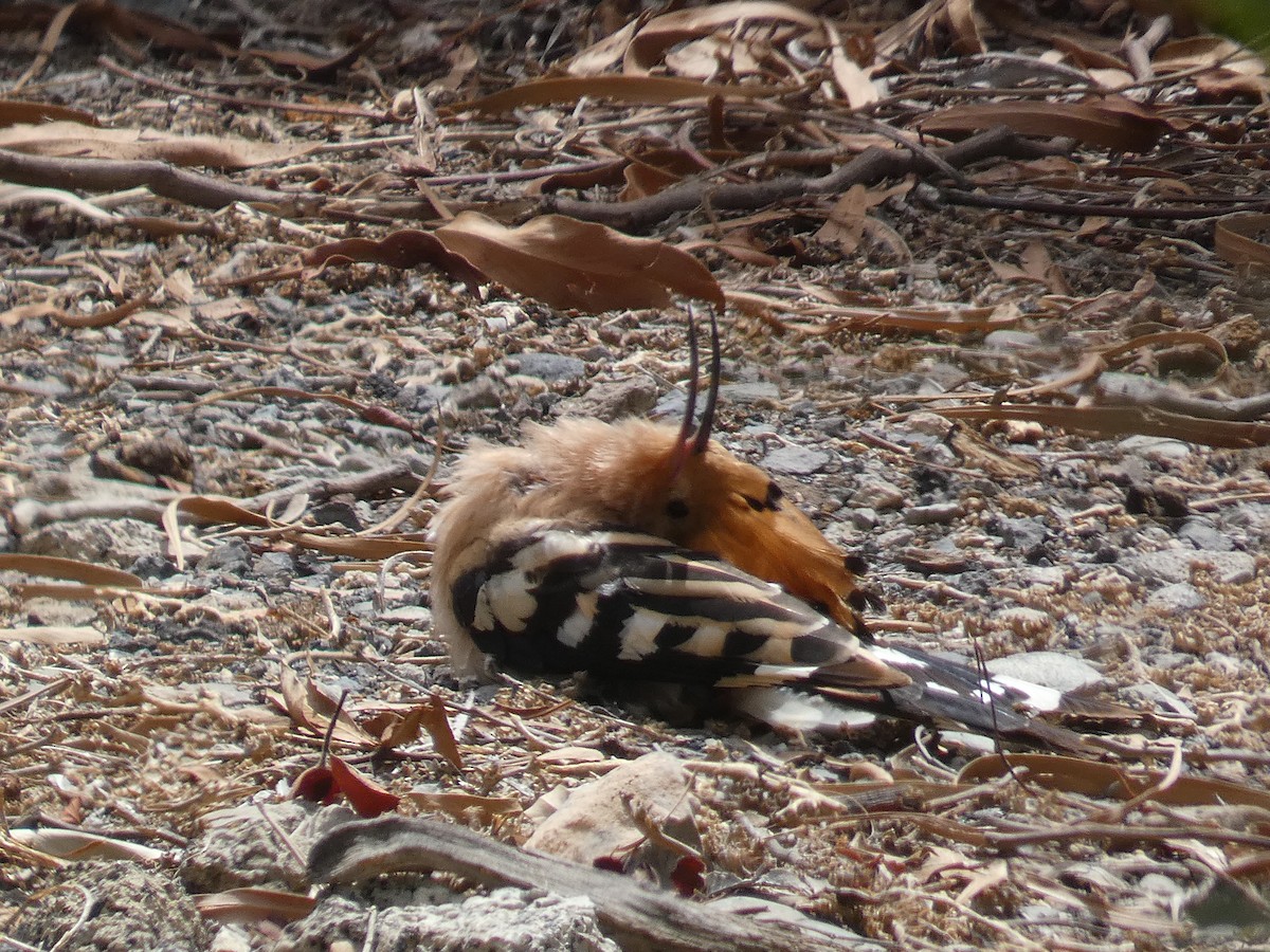 Eurasian Hoopoe - ML621851833