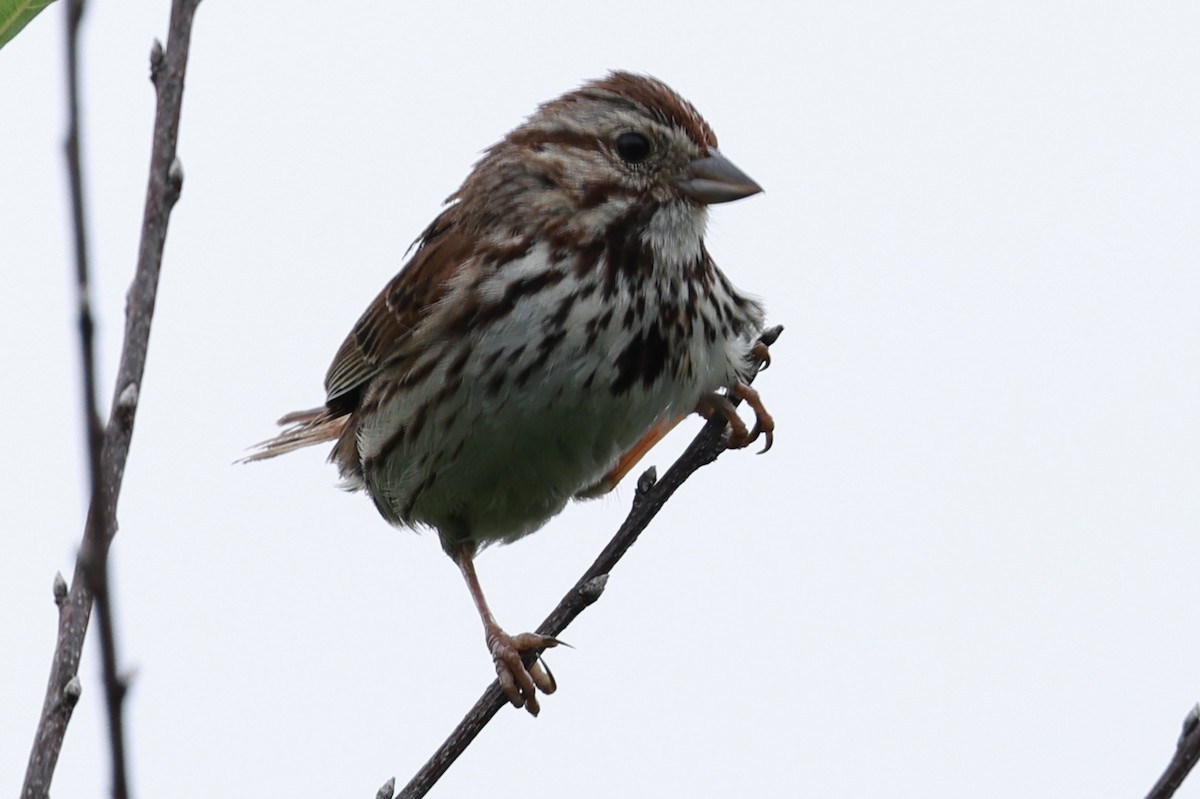 Song Sparrow - ML621851839