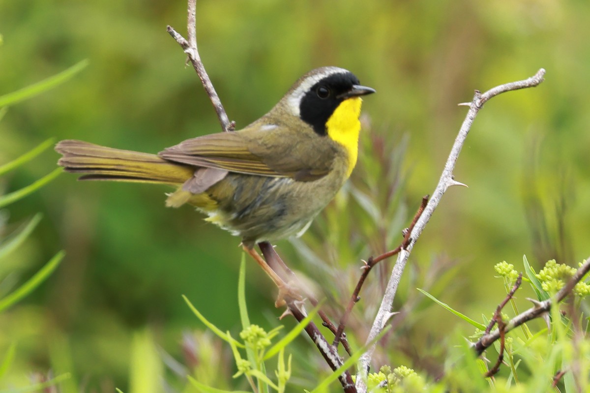 Common Yellowthroat - ML621851846