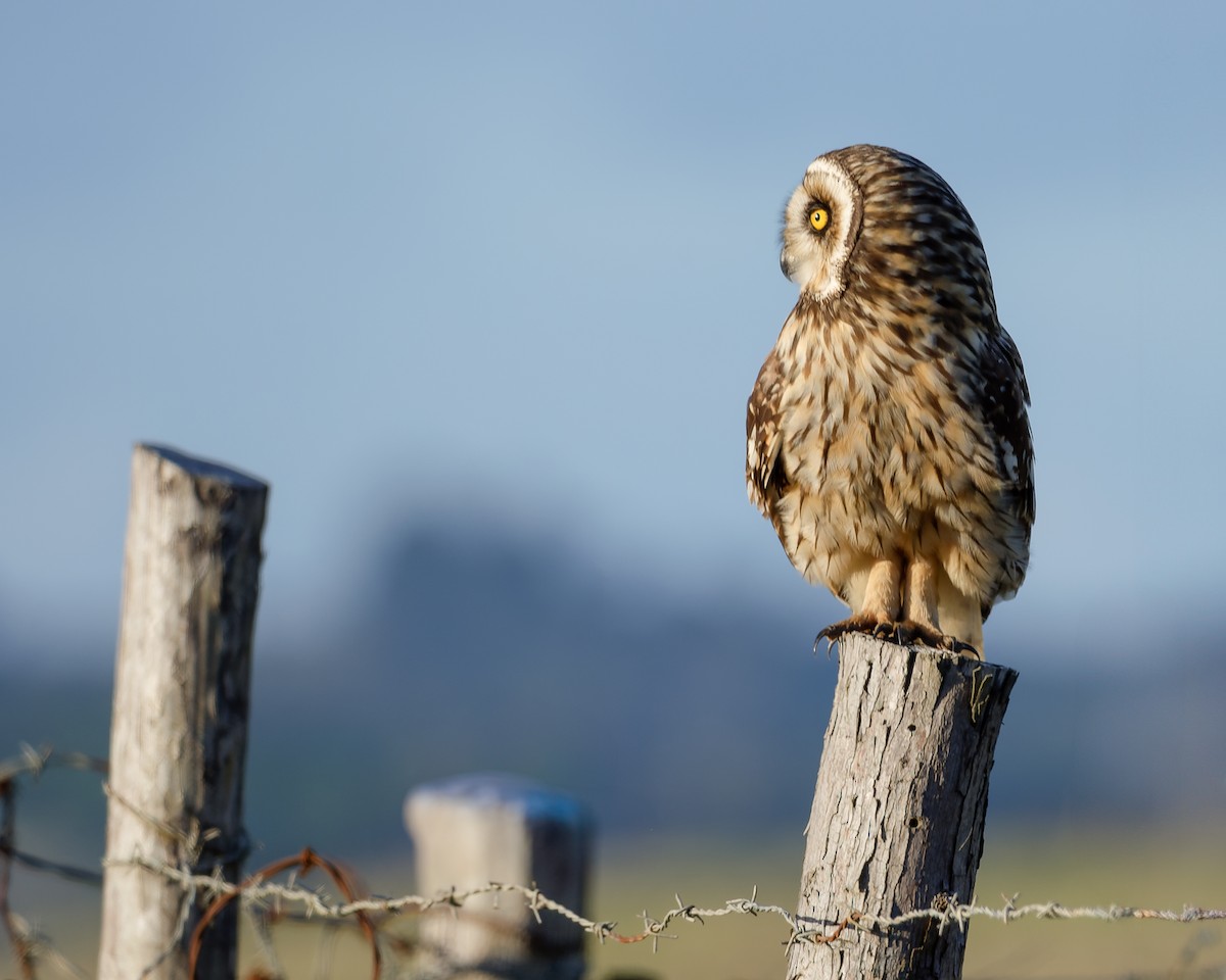 Short-eared Owl - ML621851866