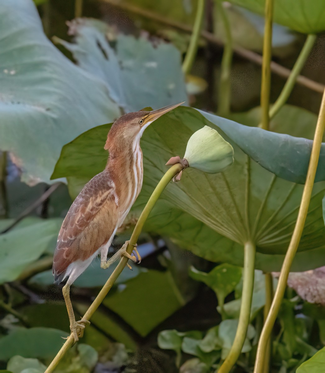 Least Bittern - Araks Ohanyan