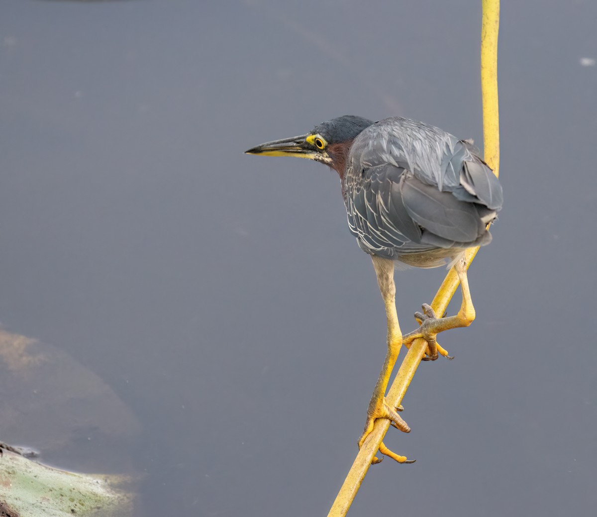 Green Heron - ML621851918