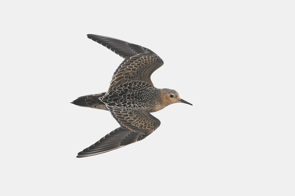 Buff-breasted Sandpiper - ML621851993